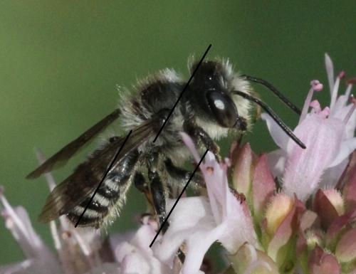 Megachile sp.